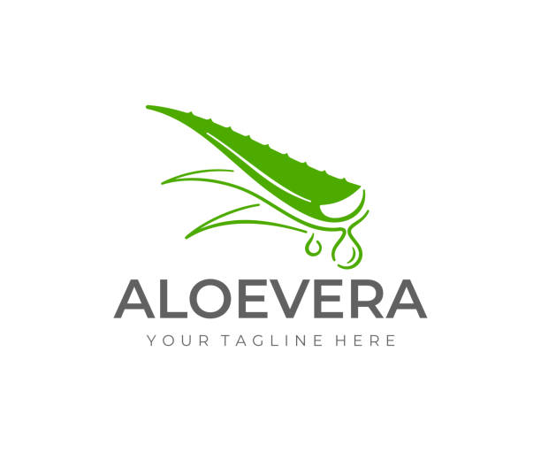 ilustrações, clipart, desenhos animados e ícones de projeto da planta do vera de aloe. planta herbácea e projeto do vetor da gota. ilustração do gel do vera de aloe - tratamento botânico de spa