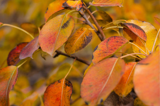 istock Red and yellow leaves of pear tree 1190482076