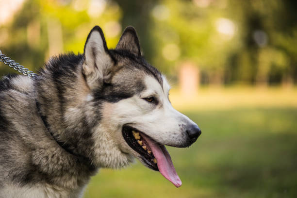 istock Portrait Alaskan malamute 1190482919