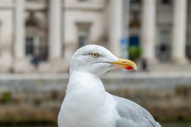 istock European herring gull 1190482939