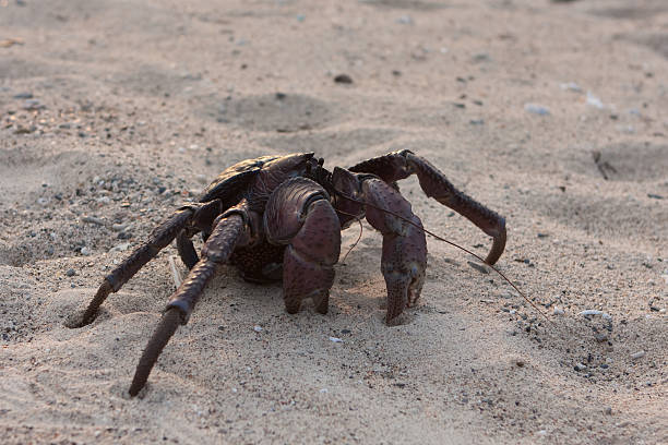 Coconut Crab  coconut crab stock pictures, royalty-free photos & images