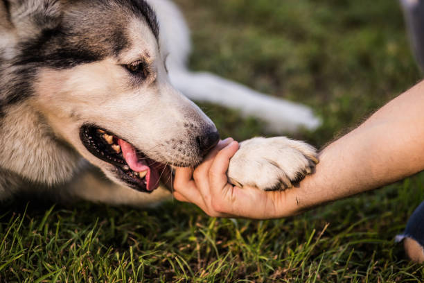 Dog giving paw to a guy