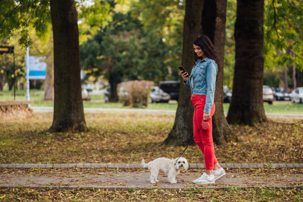 istock Lady walking a poodle and using the phone 1190483739