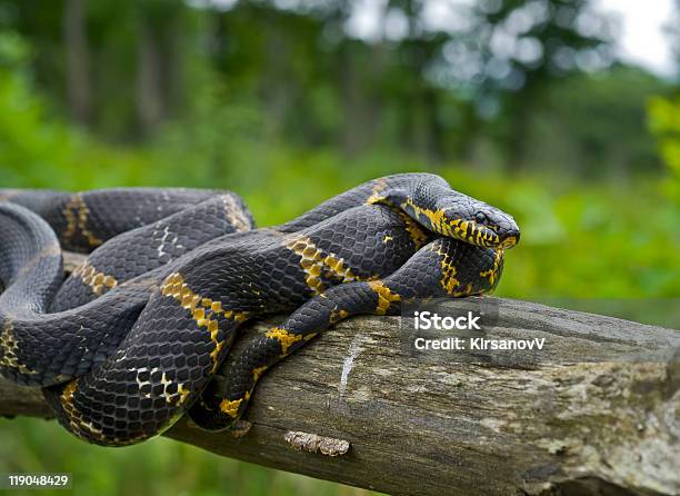 Photo libre de droit de Serpent banque d'images et plus d'images libres de droit de Animaux à l'état sauvage - Animaux à l'état sauvage, Faune, Faune sauvage