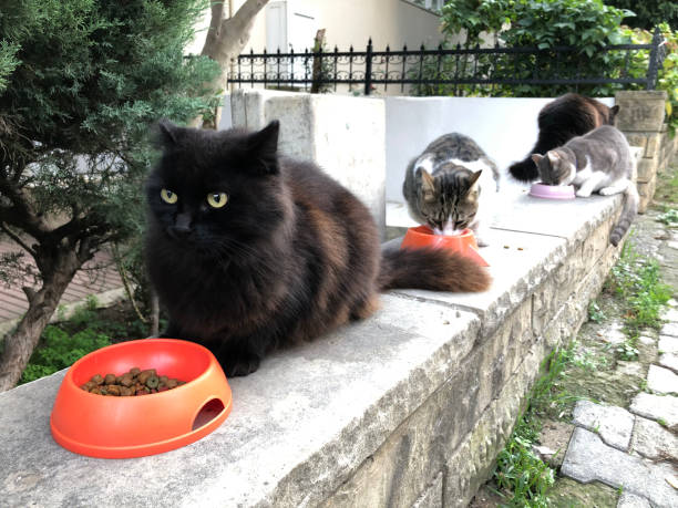 トルコの路上で野良猫の餌付け時間 - container red city life urban scene ストックフォトと画像