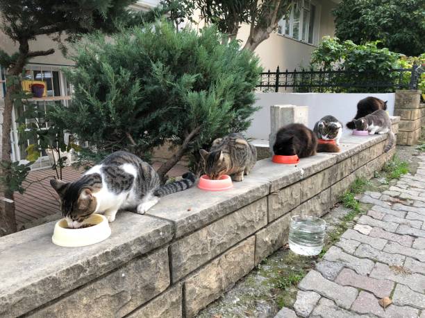tiempo de alimentación de gatos callejeros en la calle en turquía - domestic cat city life animal pets fotografías e imágenes de stock