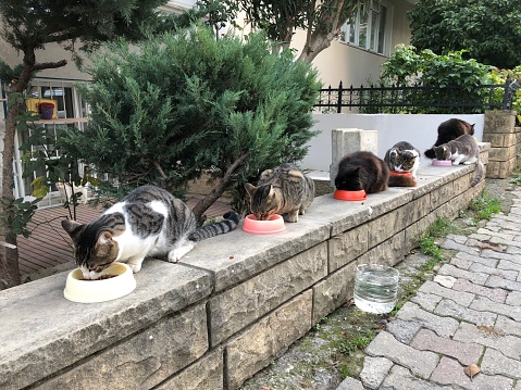 Feeding time of stray cats on the street in Istanbul, Turkey.