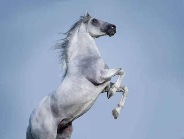 White andalusian horse rearing on blue sky background
