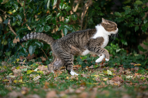 side view of a tabby white british shorthair cat running on grass with autumn leaves outdoors in nature