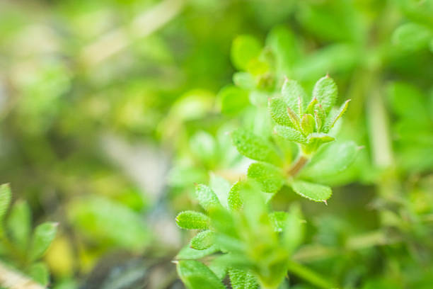istock Young green grass sprouts on a green background. Spring background. Fresh microgreens. 1190489309