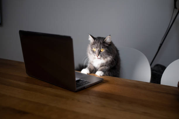 cat notebook computer curious young blue tabby maine coon cat standing on chair in front of table with notebook computer looking at screen watching movies longhair cat photos stock pictures, royalty-free photos & images