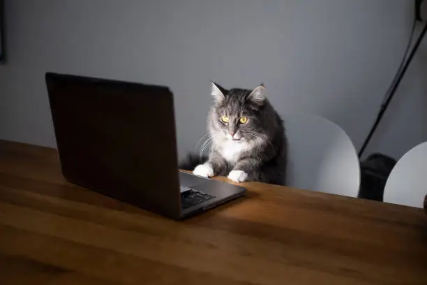 Photo of cat notebook computer