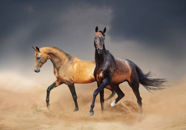 istock Two akhal-teke horses running in desert 1190491885