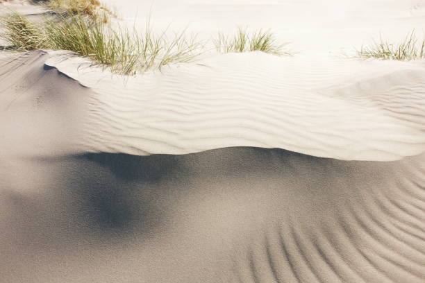 istock Sand Dune Landscape in Summer 1190491983