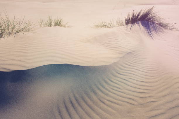 istock Sand Dune Landscape in Summer 1190492100