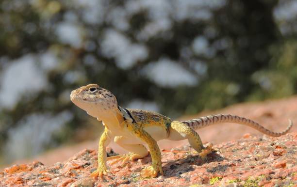 ящерица с воротником - lizard collared lizard reptile animal стоковые фото и изображения