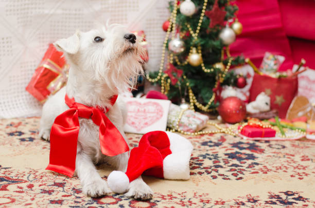 istock Dog waith christmas 1190493147