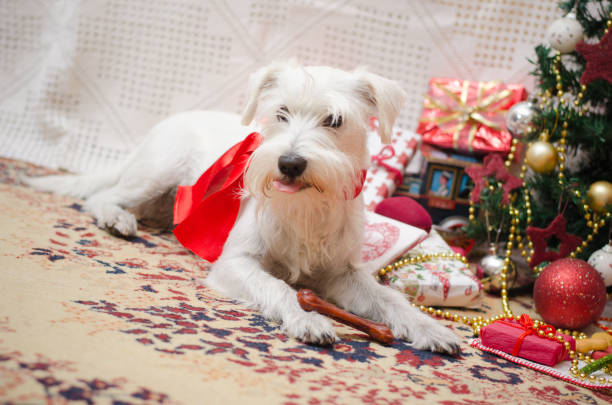istock Dog waith christmas 1190493220