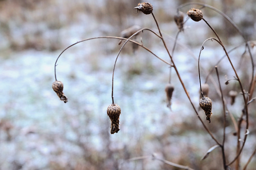 Dry leaves cling to a weathered tree branch, a testament to the changing season and the cycle of nature.