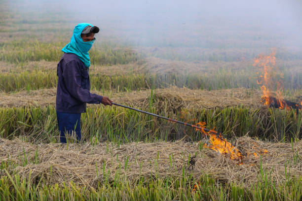 Agriculture: Harvested Paddy Field in Selangor, Malaysia A Bangladeshi ethnicity male adult is putting fire on harvested paddy field in Selangor, Malaysia. field stubble stock pictures, royalty-free photos & images