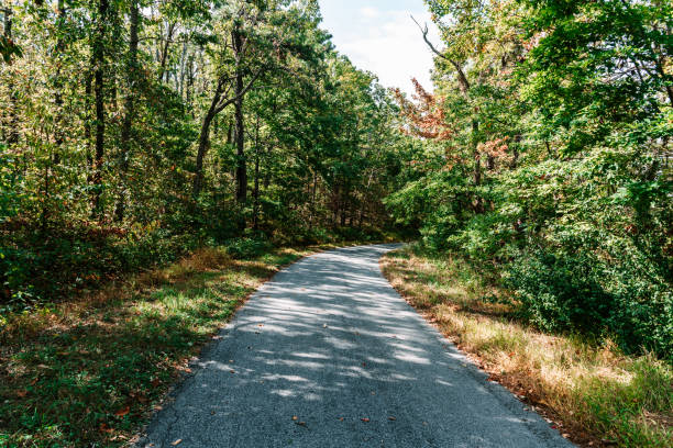 istock Local road in the woods 1190494718