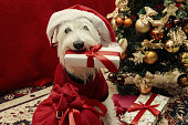 Dog waith christmas