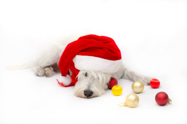 Dog waith christmas stock photo