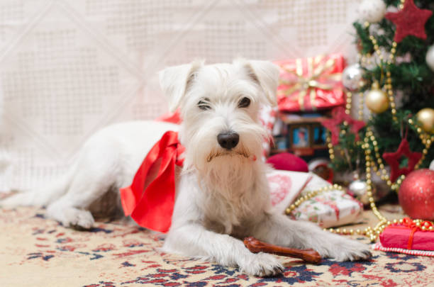 istock Dog waith christmas 1190497587