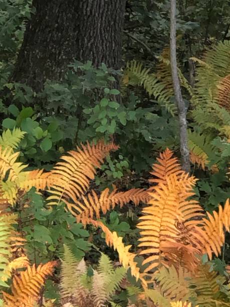 istock Fall Fern in color 1190499657