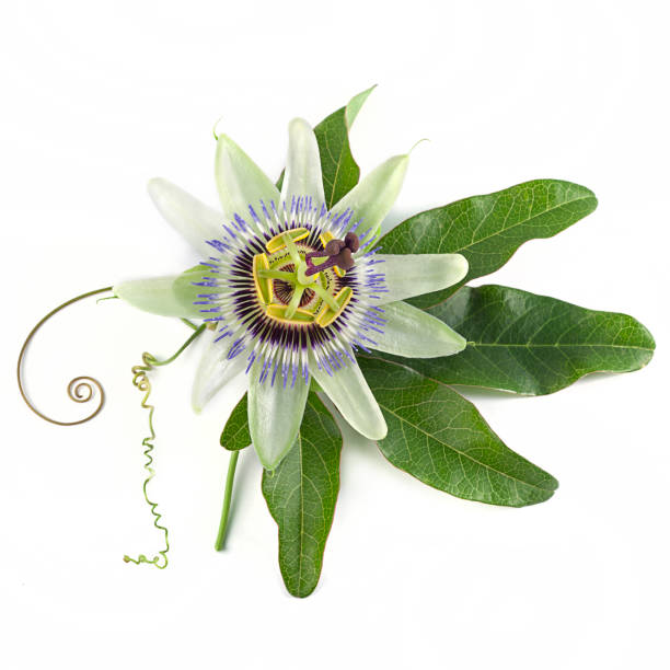 istock passion flowers or passiflora on a white background 1190502477