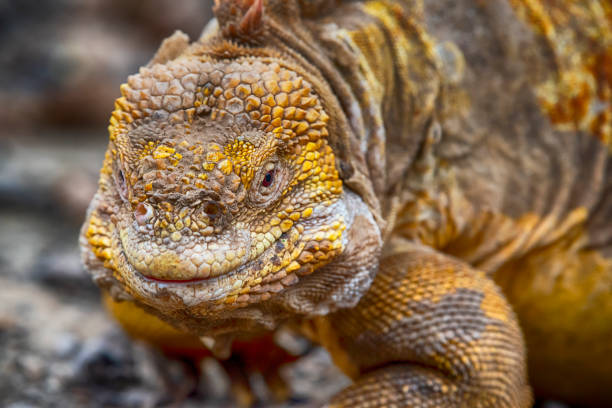 A Galapagos land iguana (Conolophus subcristatus) at Isabela Island, Galapagos. This special subspecies of Igunana is endemic to the Galapagos Islands. Wildlife shot.