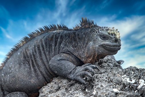 A Marine iguana (Amblyrhynchus cristatus) at black volcanic rocks on Isabela island at the Western Galapagos. This special subspecies of Igunana (A. c. albemarlensis) is endemic to Isabella island, while in general the whole group of Marine iguanas is endemic to Galapagos. Wildlife shot.