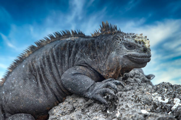 эндемическая морская игуана на изабелле, галапагосские острова - marine iguana стоковые фото и изображения