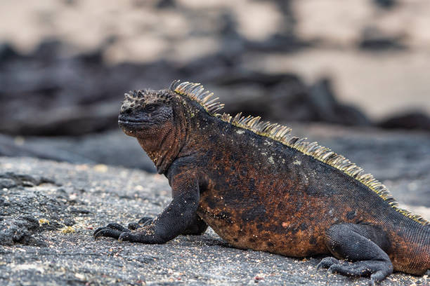 istock Endemic Marine Iguana at Isabella, Galapagos islands 1190503365