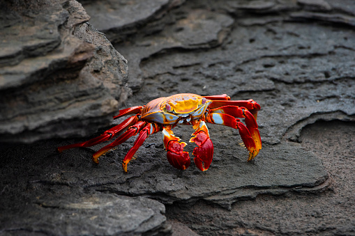 Sally Lightfoot crab (Grapsus grapsus, also red rock crab) at the volcanic coastline of Fernandina Island, Western Galapagos, Ecuador. Wildlife shot.