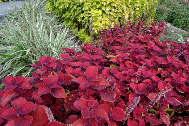 istock Beautiful Coleus Plants 1190504011