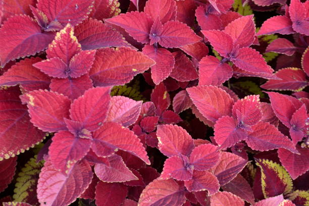 istock Beautiful Coleus Plants 1190504033