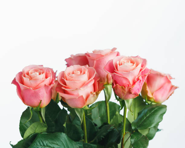 istock pink roses bouquet, white background 1190504144