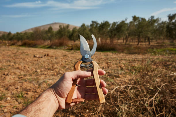 istock Hand secateurs on the garden 1190506418