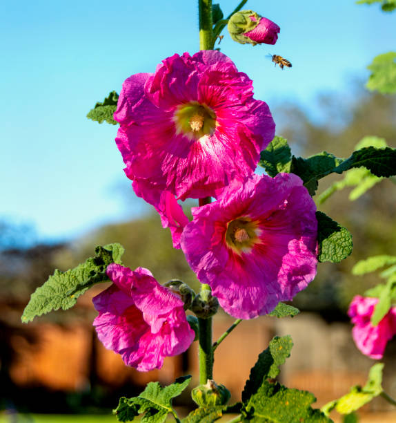 Fuchsia Hollyhock Flowers Attract Bees A bee buzzes around a hot pink hollyhock flower. california fuchsia stock pictures, royalty-free photos & images