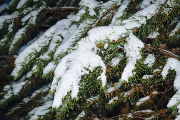 istock Pine branches covered with fluffy white snow in the winter forest close-up. 1190508872