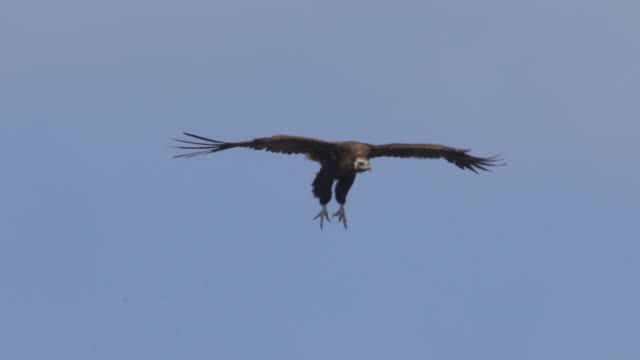 Cinereous vulture (Aegypius monachus)