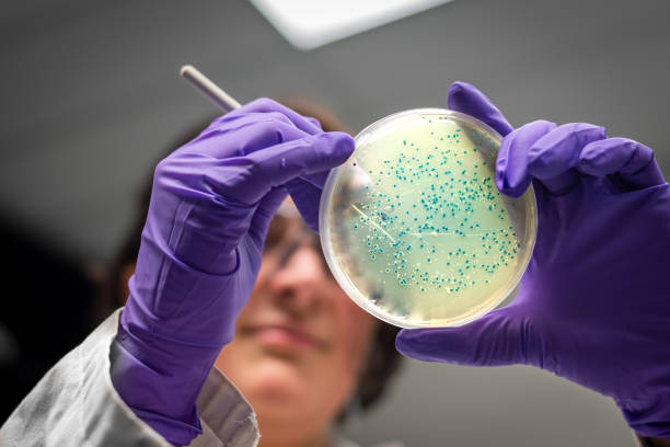 bakterielle kulturplattenuntersuchung durch eine forscherin im mikrobiologielabor - mikroorganismus stock-fotos und bilder