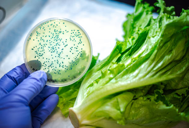 ромен салат напомнить для бактериального загрязнения - bacterium e coli science illness стоковые фото и изображения