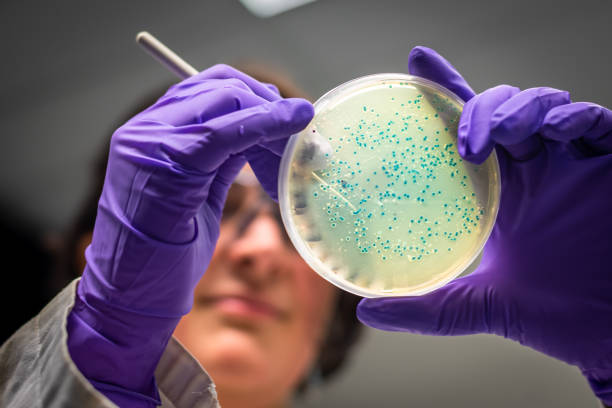 mujer científica que trabaja en un proyecto de microbioma - petri dish laboratory bacterium microbiology fotografías e imágenes de stock