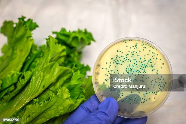 Contaminación Bacteriana E Coli En Verduras Foto de stock y más banco de imágenes de Listeriosis - Listeriosis, Listeria monocytogenes, Salmonela