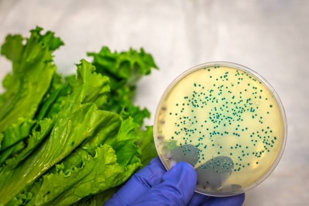 contaminazione batterica /e coli negli ortaggi - listeria foto e immagini stock