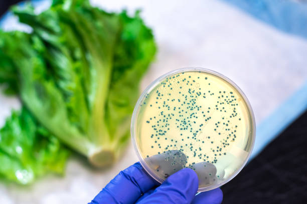 Bacteria culture agar plate with romaine lettuce A E coli culture plate is hold against romaine lettuce food recall stock pictures, royalty-free photos & images