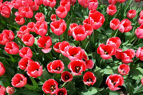 Red Tulips, Bird's Eye View stock photo