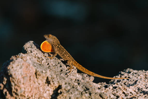 istock Brown Anole lizard on rock in Hawaii 1190517593